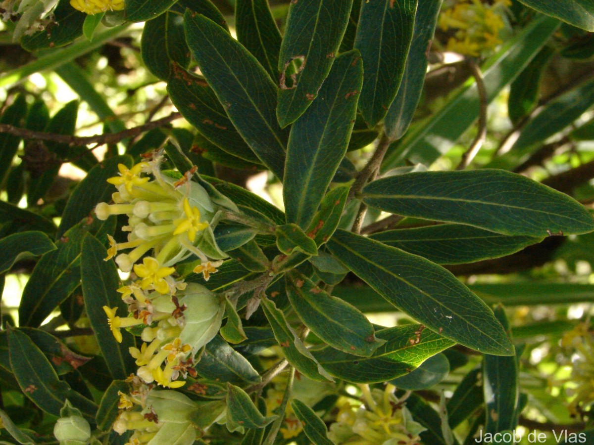 Lasiosiphon glaucus Fresen.